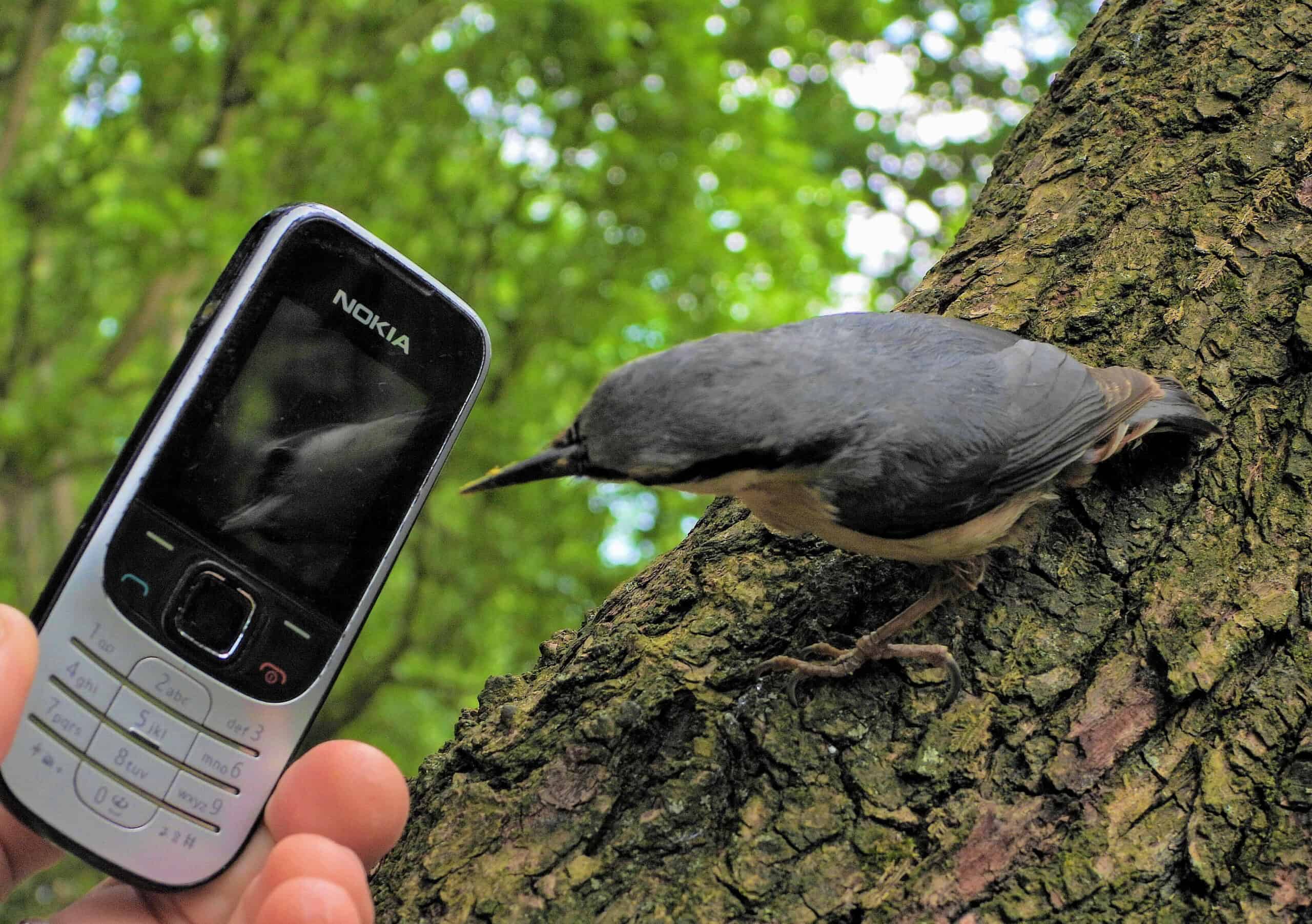 Nuthatch, Steve Morey