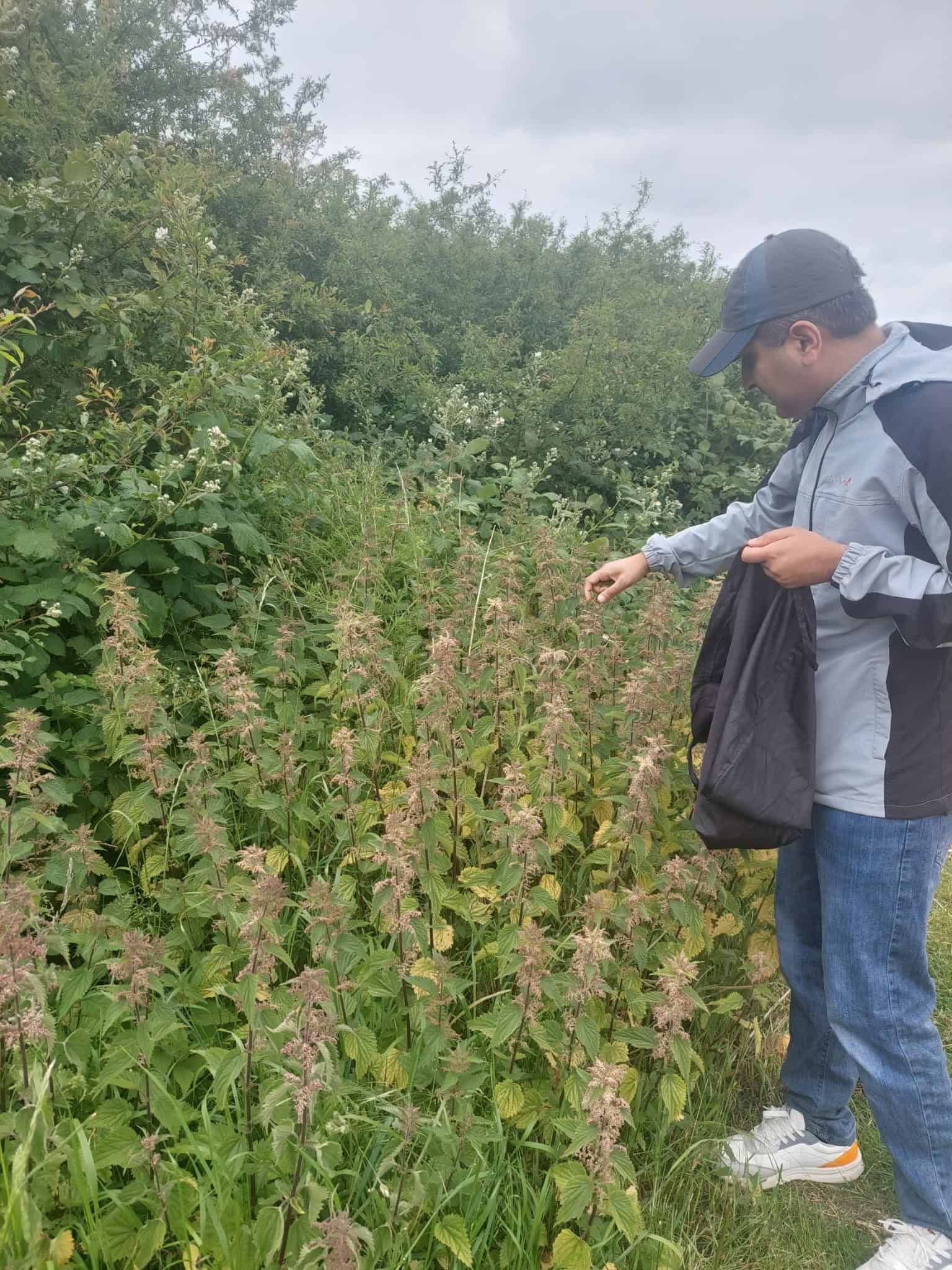 Foraging nettles, Saurav Sharma