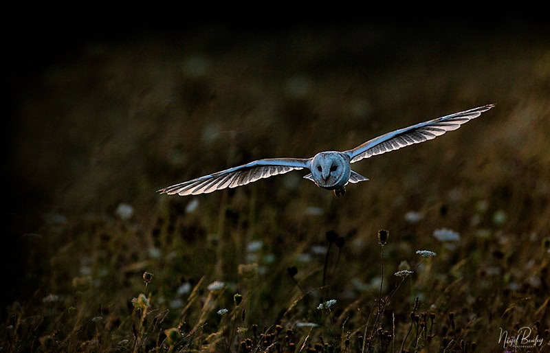 Barn Owl by Nigel Bewley