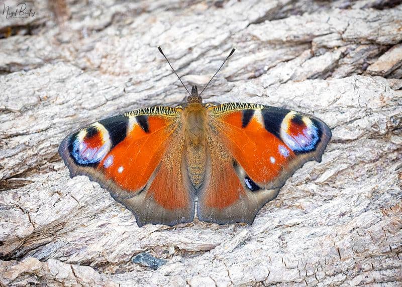 Peacock butterfly by Nigel Bewley