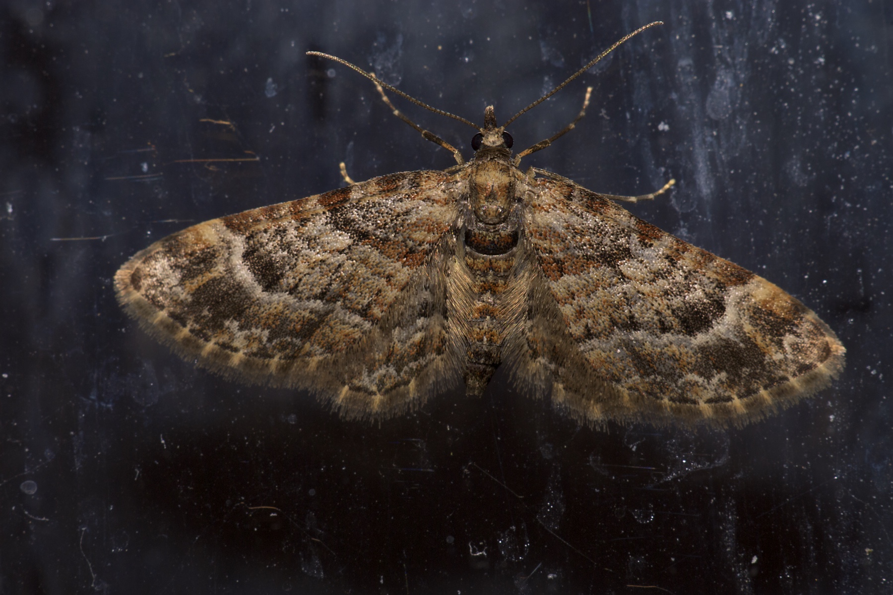 Double-striped Pug (Gymnoscelis rufifasciata) by Julian Oliver