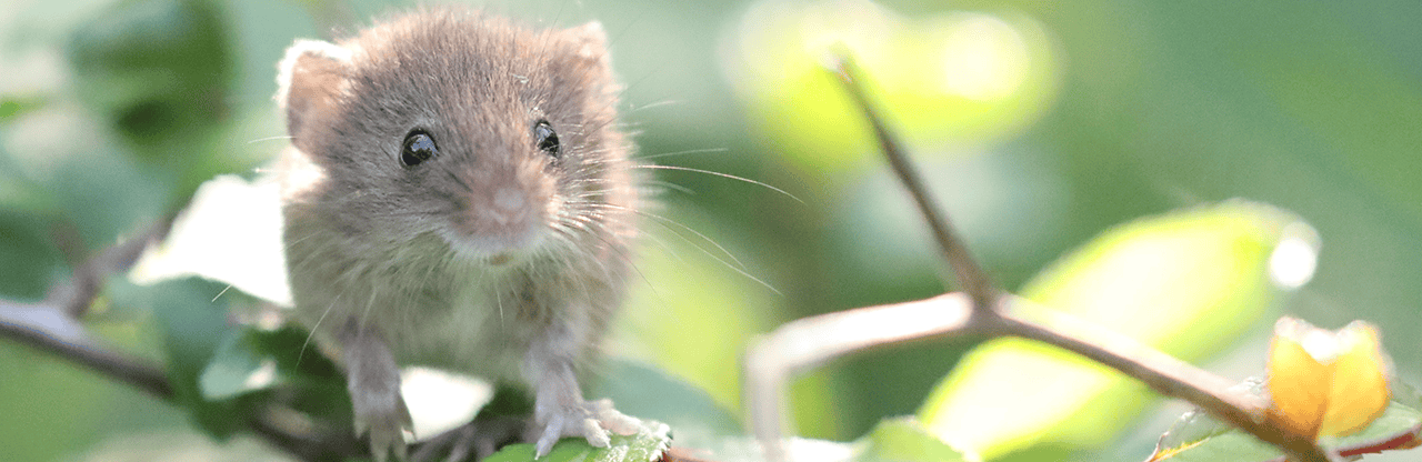 Harvest Mouse Header