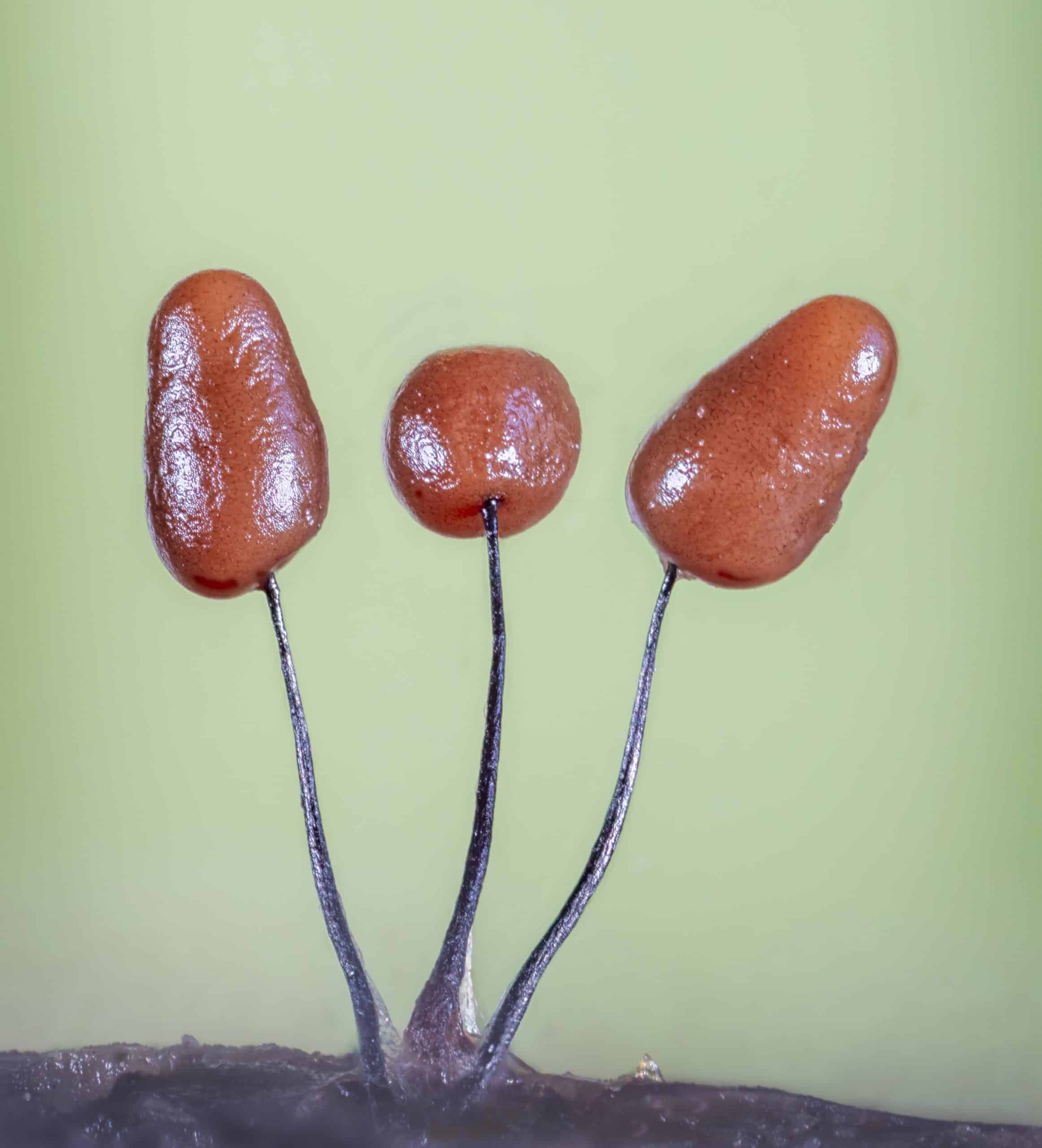SMALL-BUT-PERFECTLY-FORMED