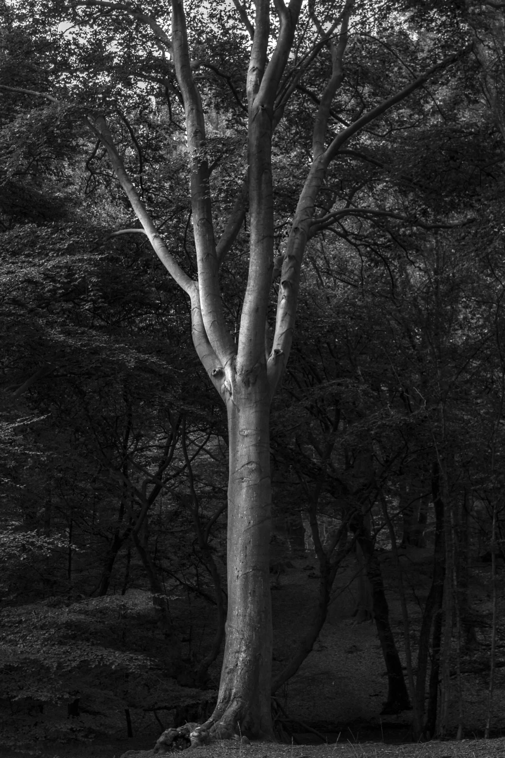 caroline-farrow-epping-forest-2