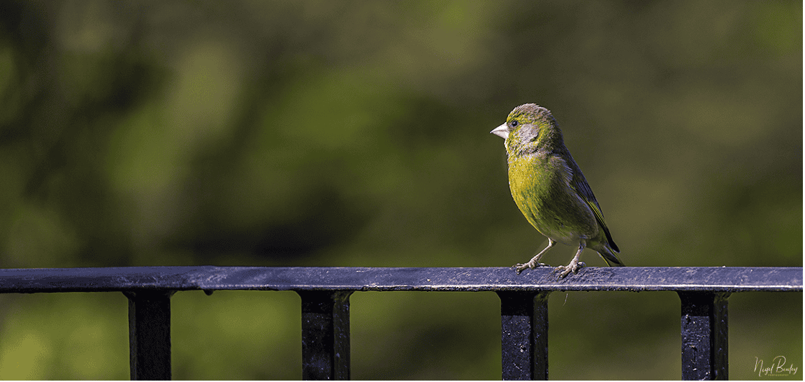 Garden birds17