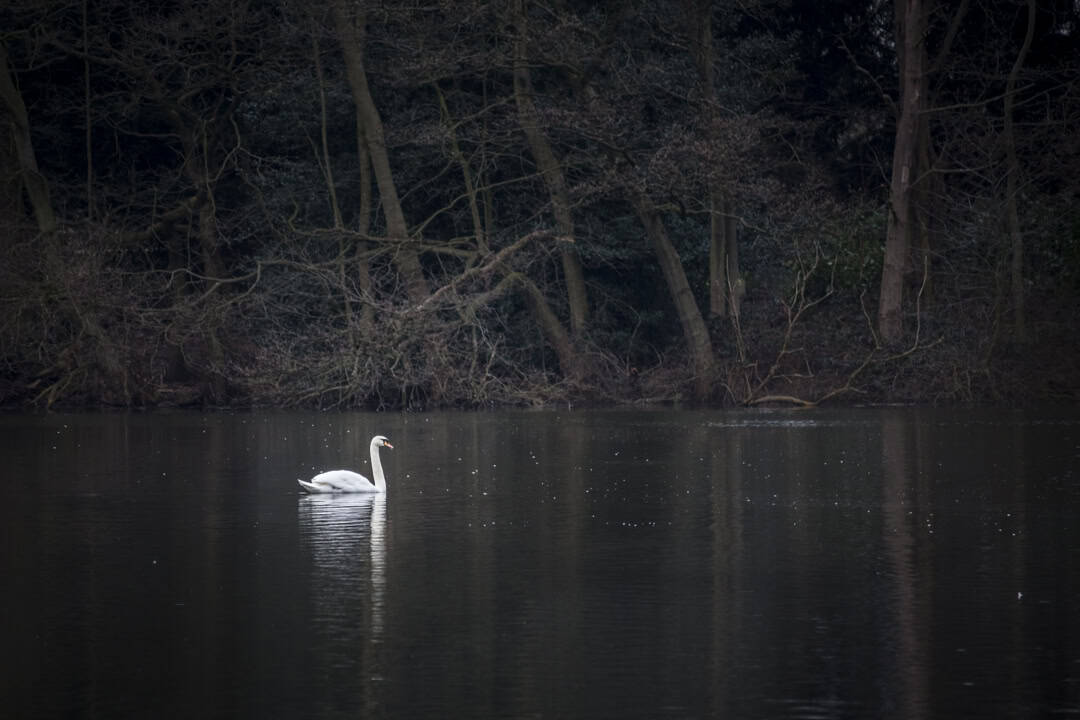insta-swan-1-of-1