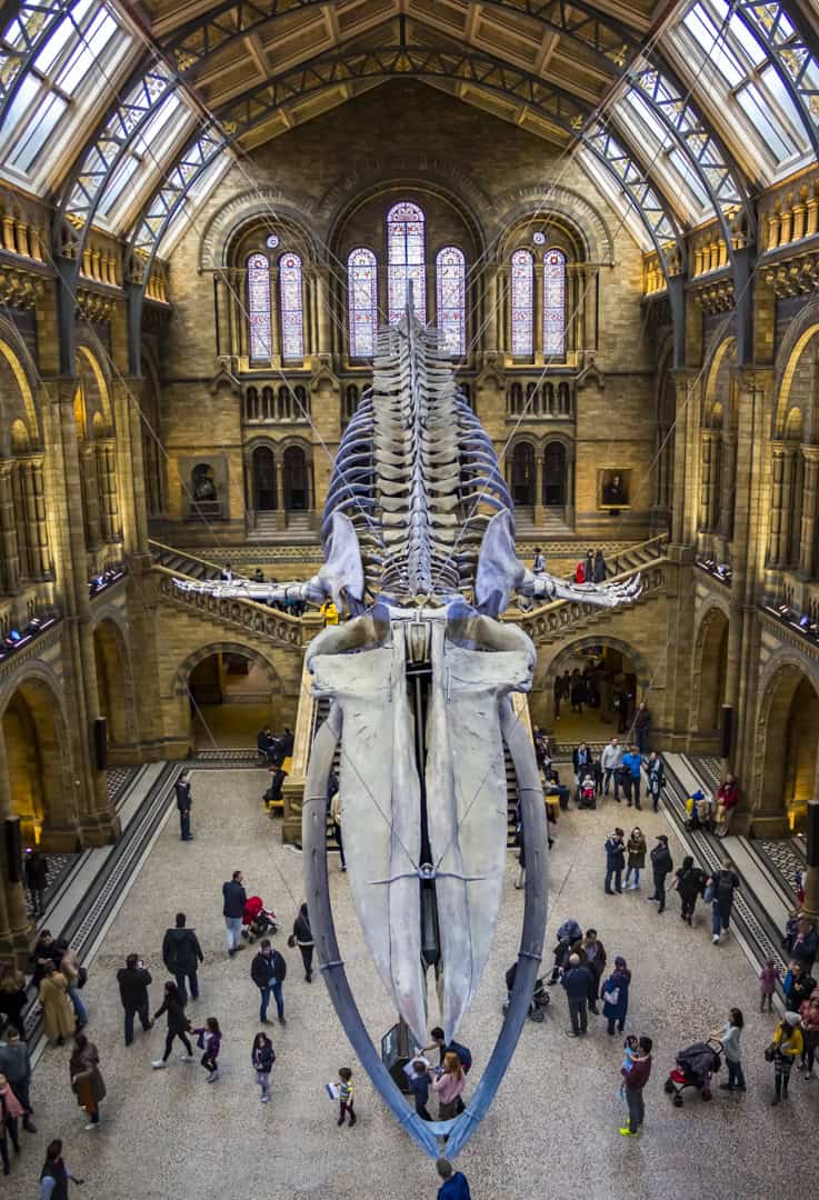 museum-whale-1-of-1