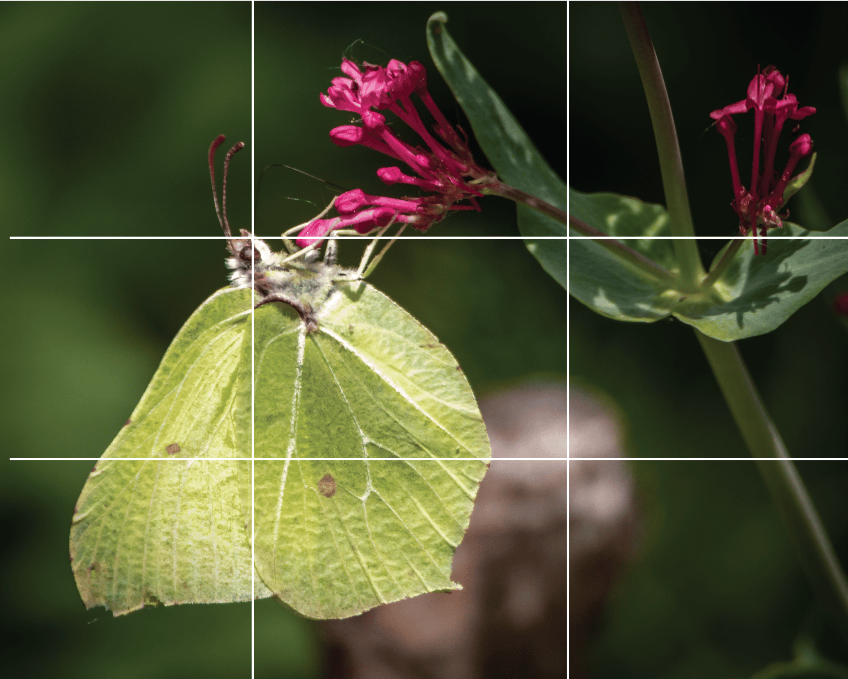 rule-of-thirds