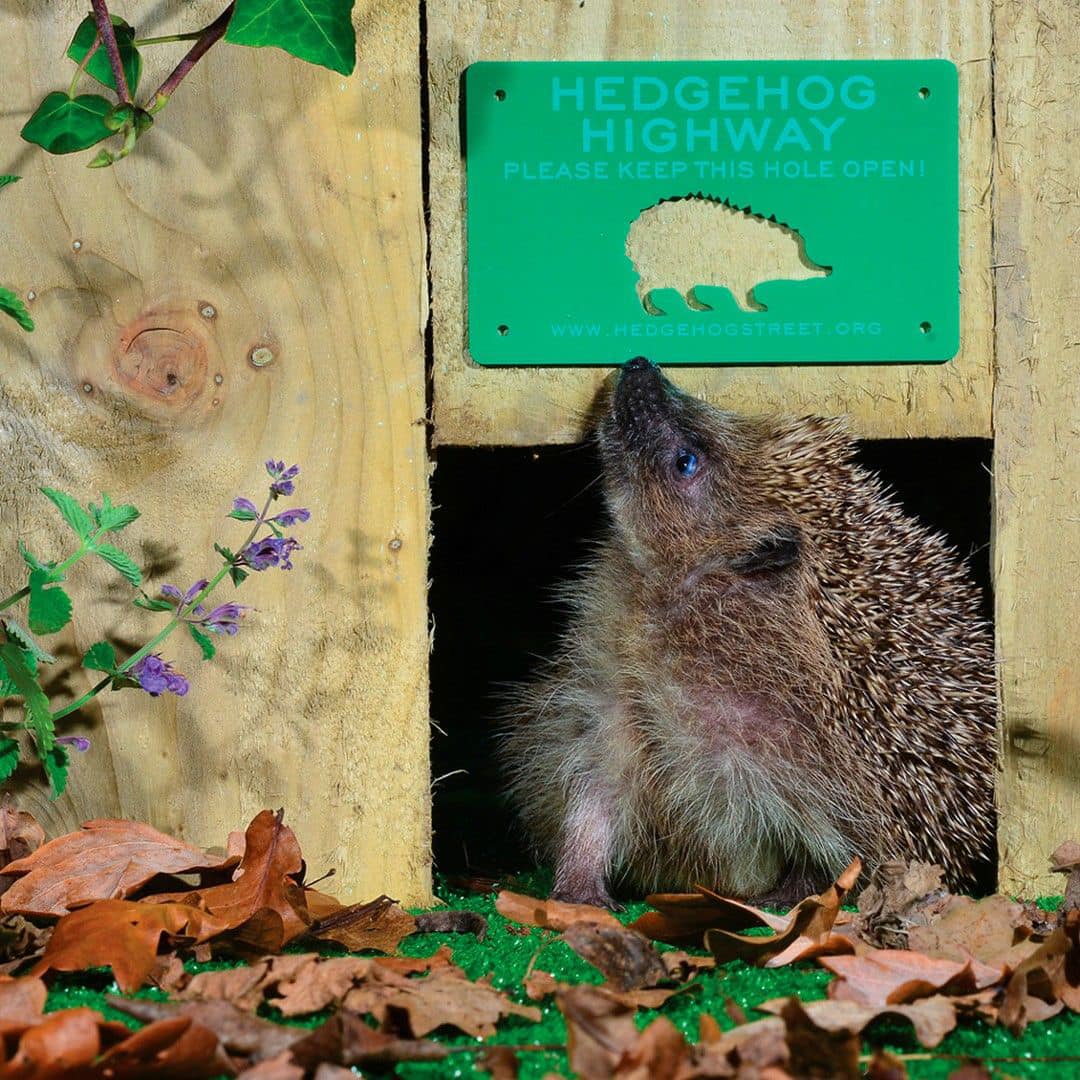 Hedgehog Using A Highway