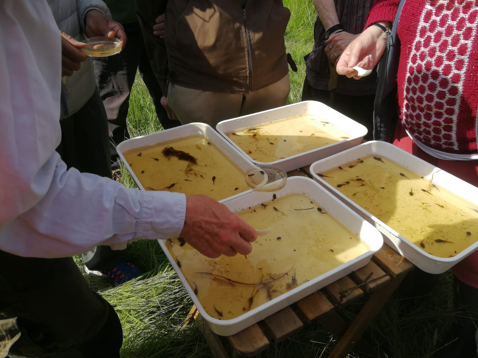 Pond Dipping