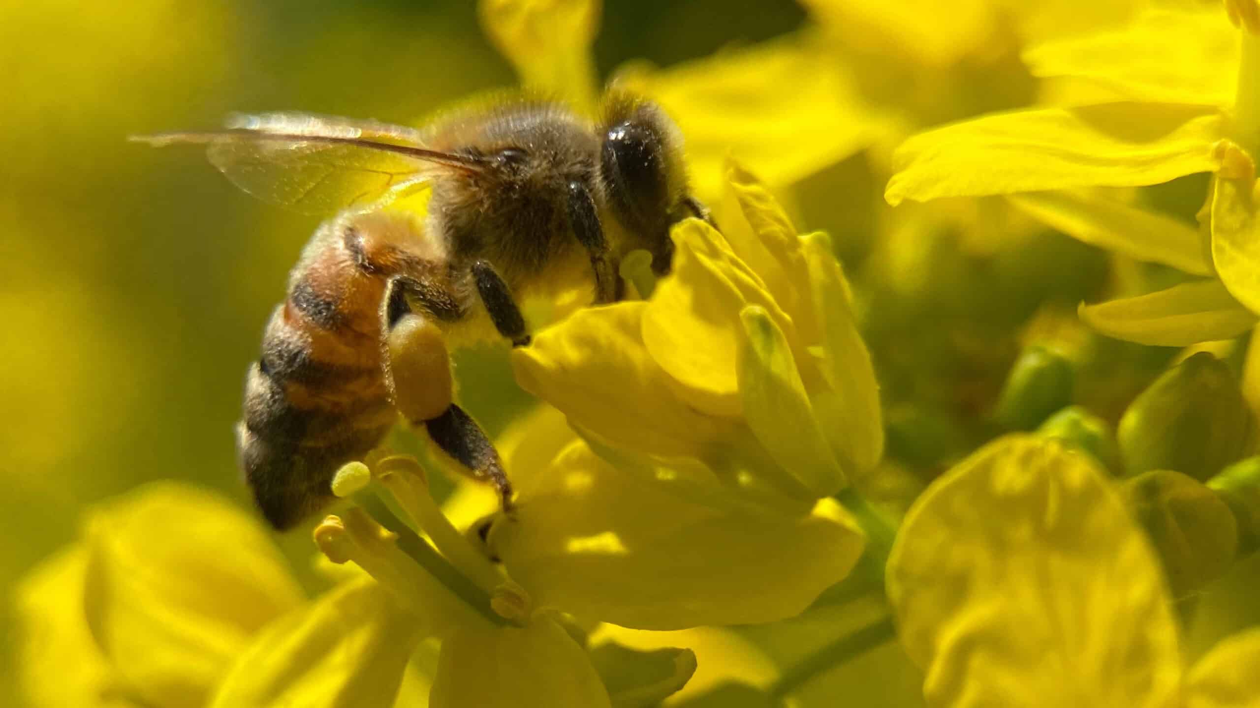 Apis Mellifera Western Honey Bee Photo Credit Victoria Williams