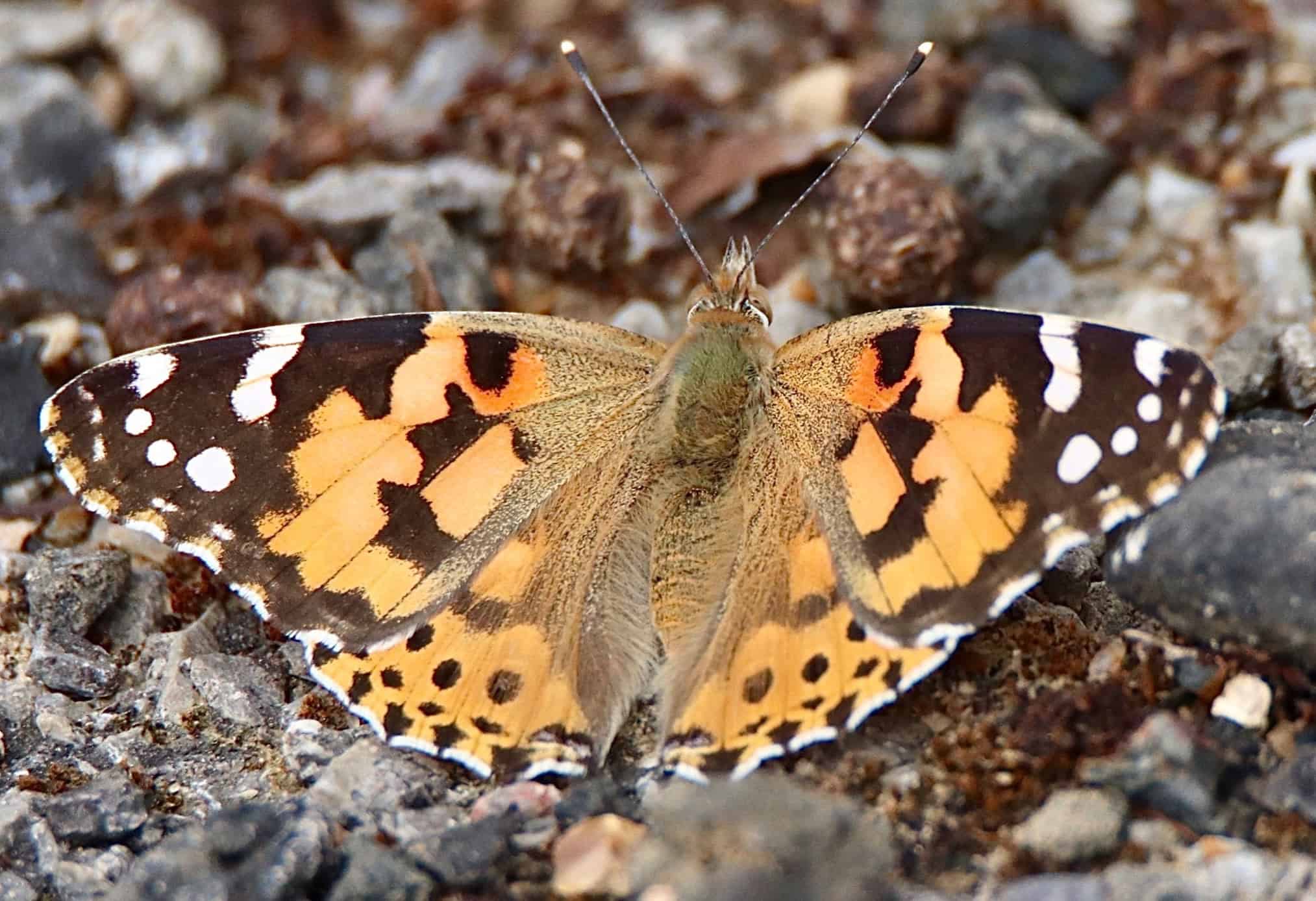 Painted Lady Butterfly Painted Lady