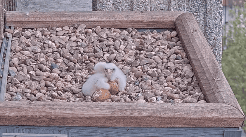 Peregrine Chicks At Ealing Hospital Photo Credit Emma Chard Cumming