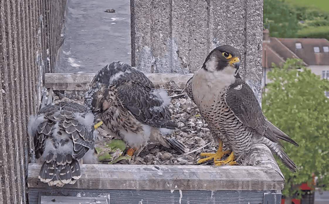 Peregrine Chicks On 30 May 24