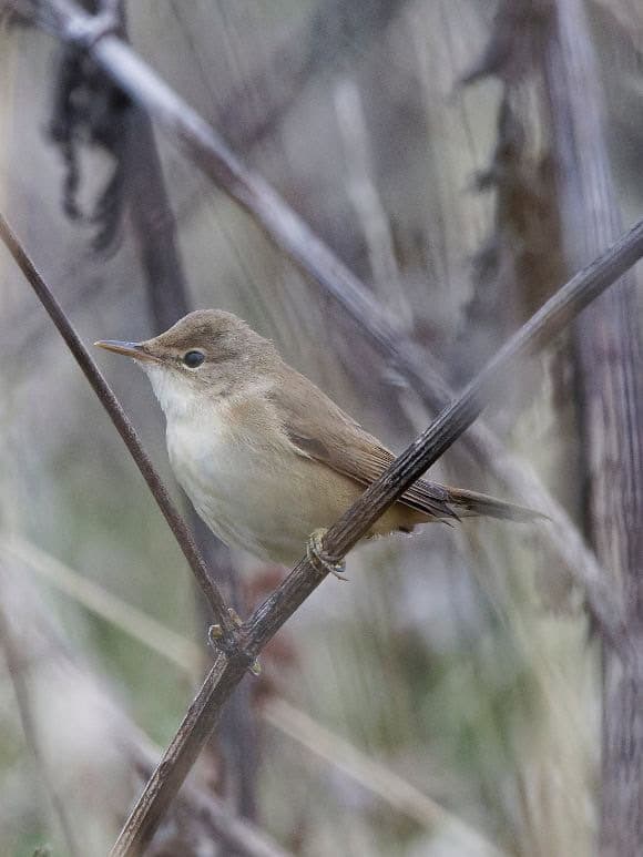 Reed Warbler Photo Credit David Wright
