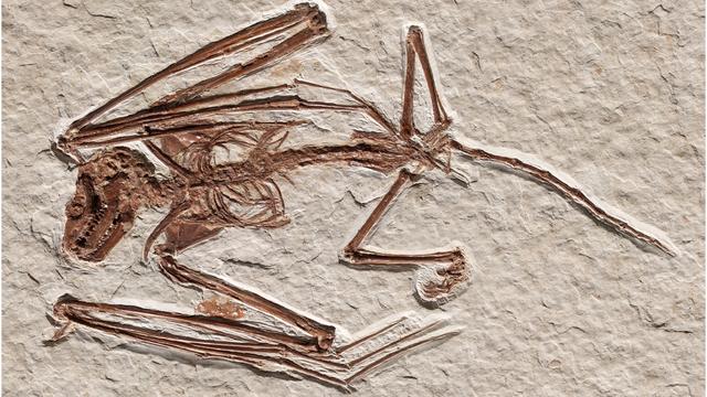Bat Fossil