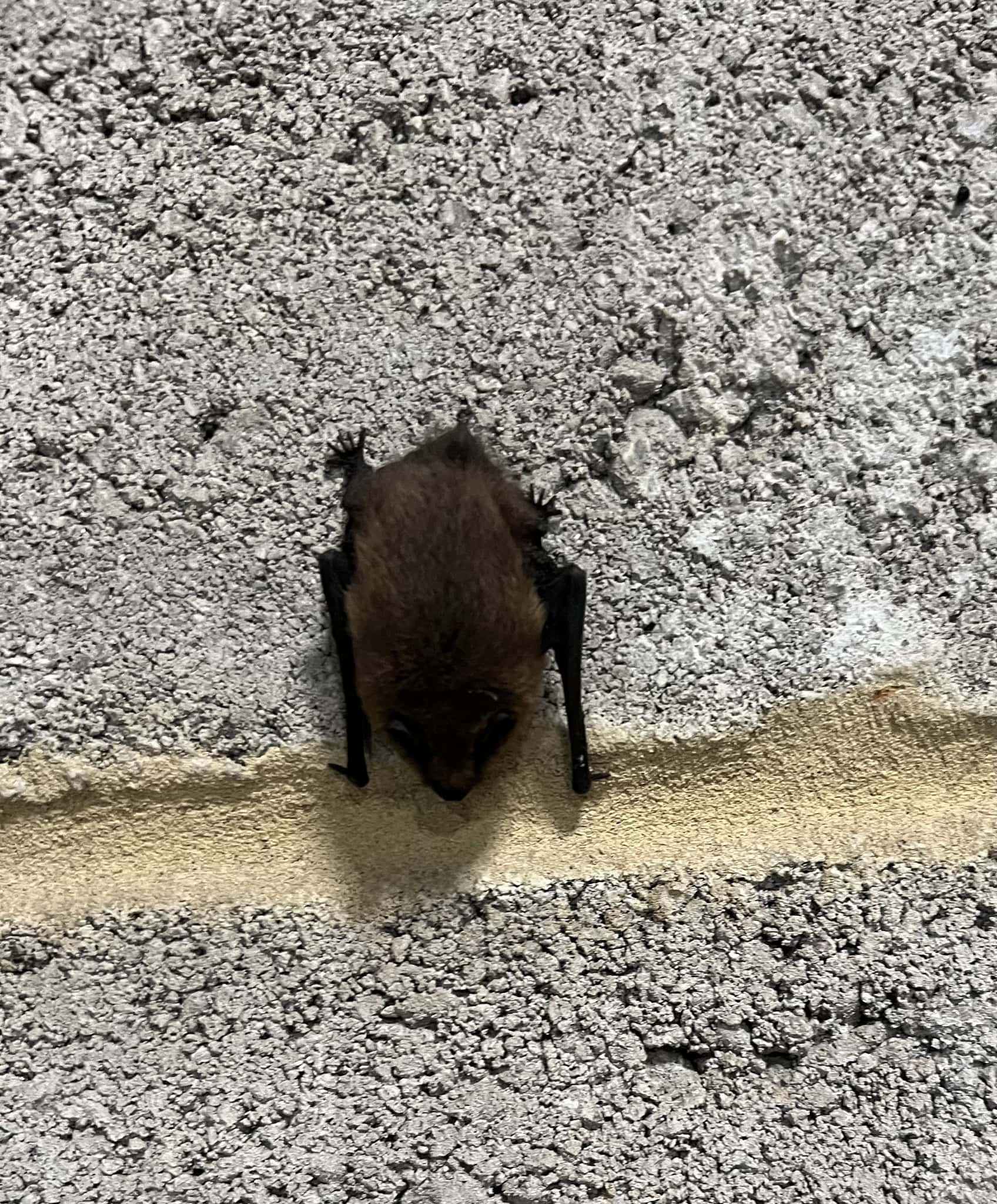 Common Pipistrelle Staunch Titchmarsh