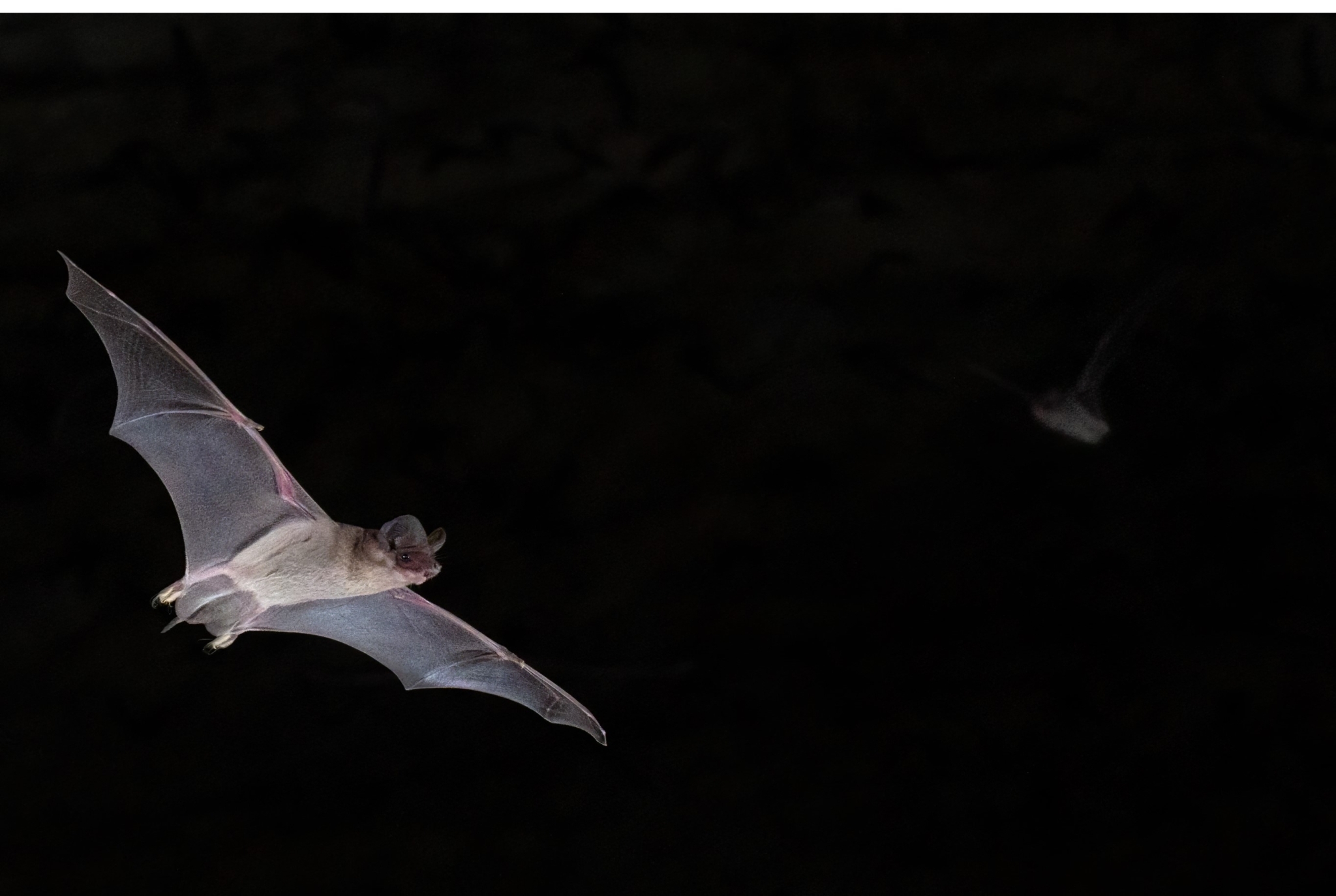 Mexican Free Tailed Bat Fran Hutchins