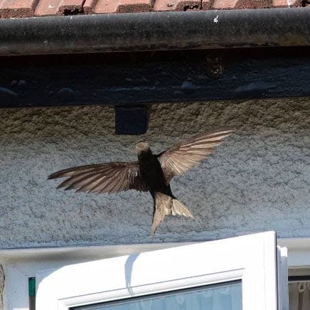 Swift Nigel Bewley