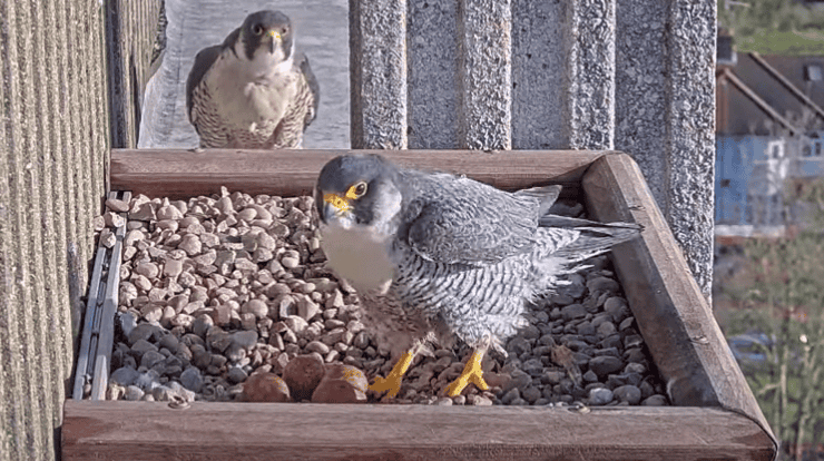 Dusty and Freddie with four eggs 2024