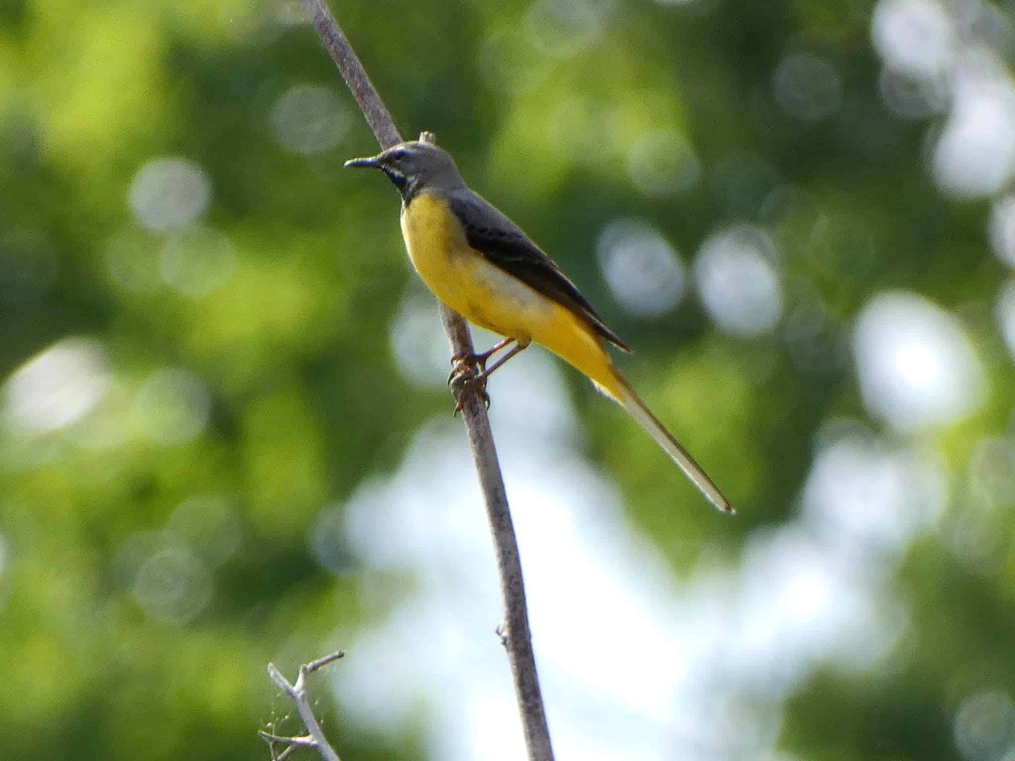 Greywagtail Caroline Hopkins