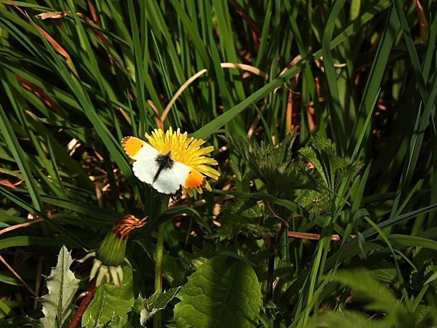 Orangetipbutterfly Tracey Cummings
