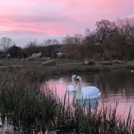 Swans Perivale Park Sean Mecormack