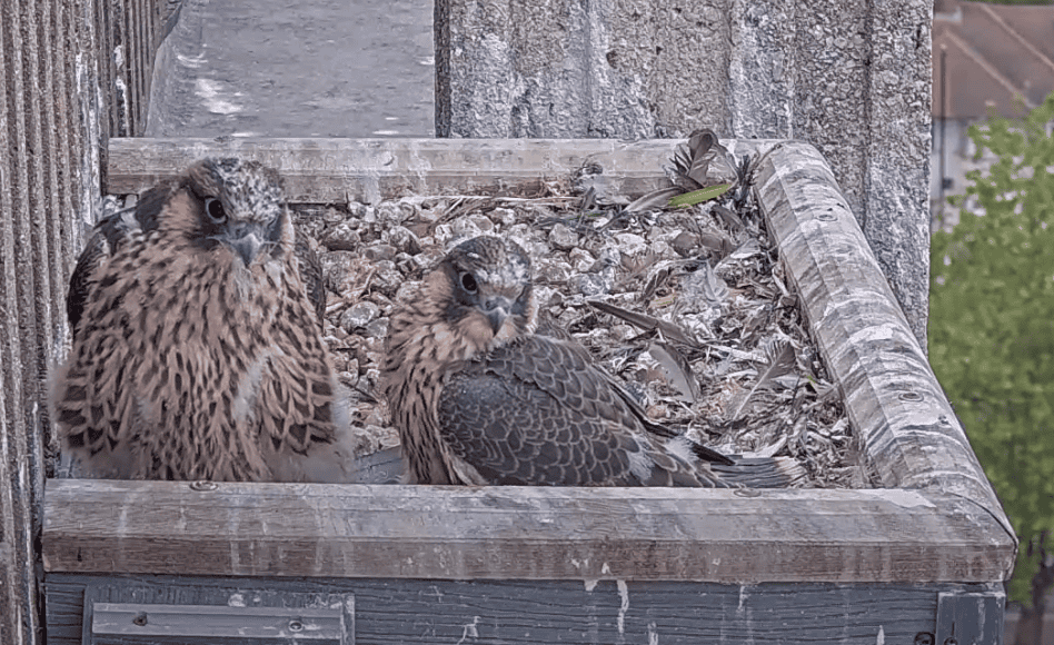 Teenage Peregrine Chicks