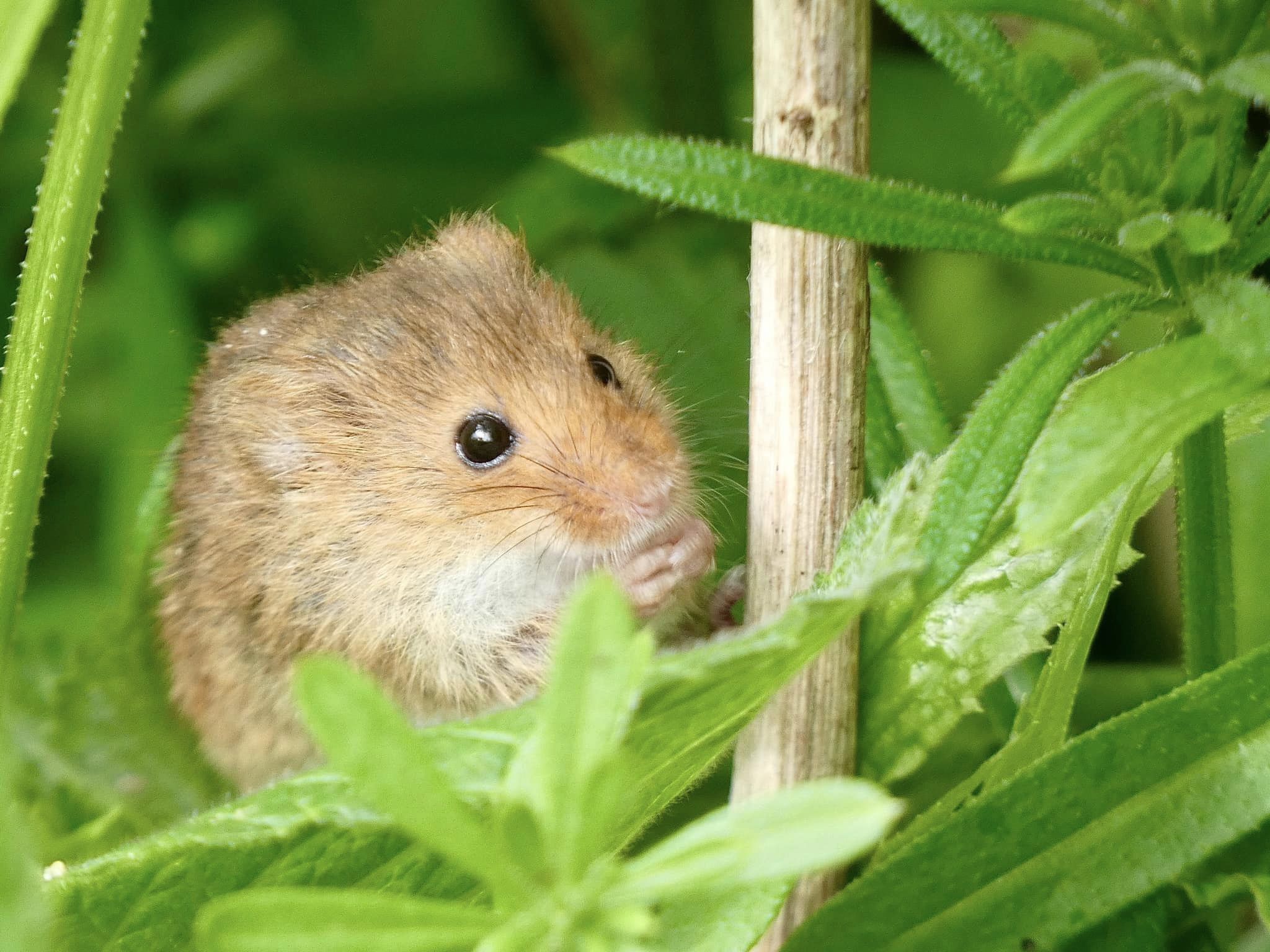 Harvest Mice At Marnham Field 2