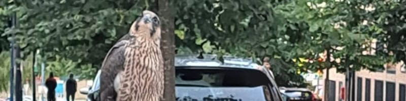 Peregrine Header