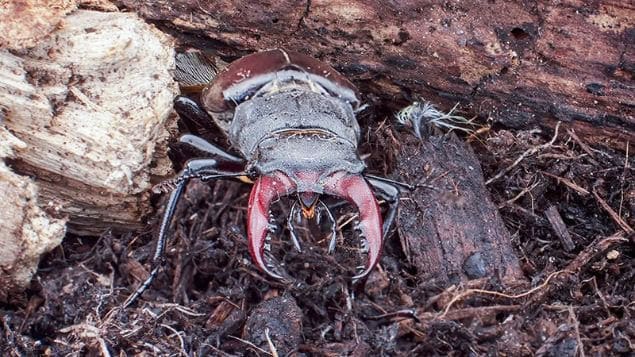 Stag beetle (Lucanus cervus) – Britain’s largest beetle (Photo credit: Nigel Bewley)