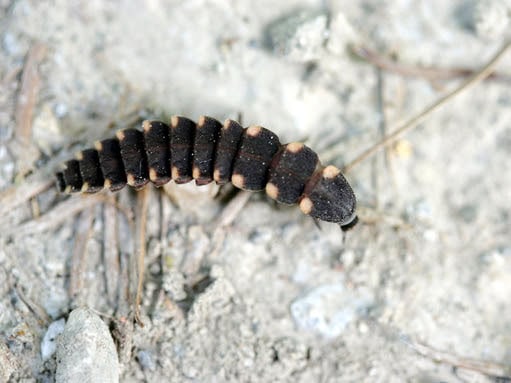 Glowworm larva (Photo credit: Jim Higham)
