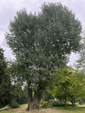 Scout hut Black Poplar (Photo credit: Emily Gardner)