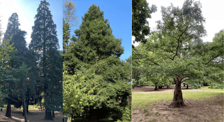 Montpelier Park Giant, Coastal and Dawn Redwoods (Photo credit: Emily Gardner)