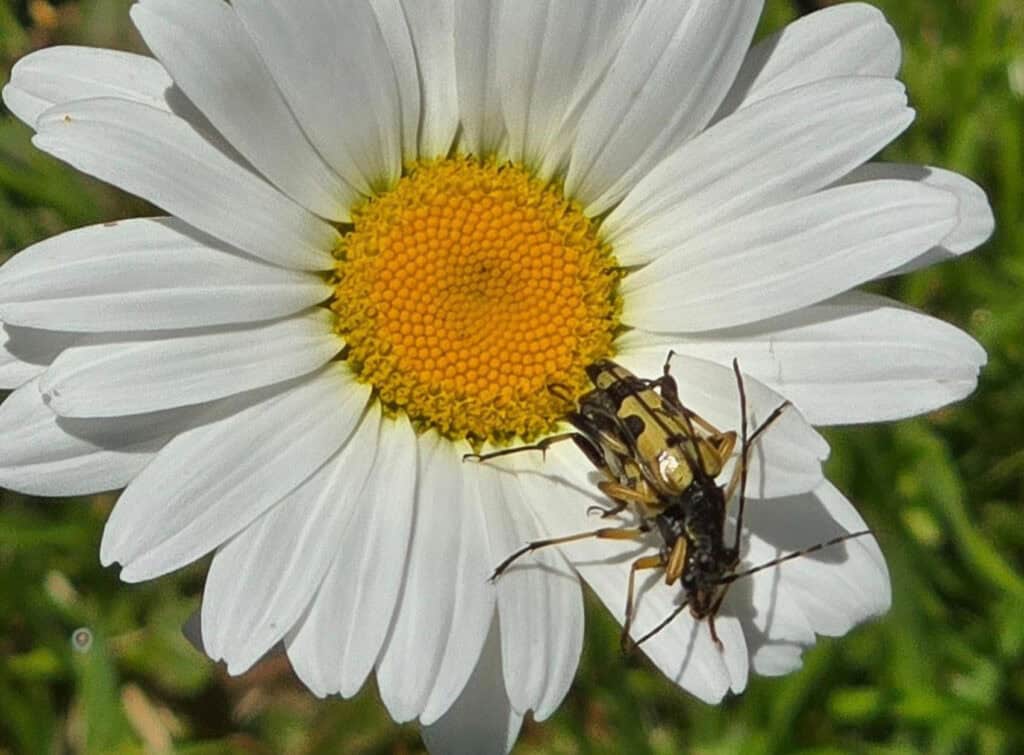 Black and Yellow Longhorn beetles (Rutpela Maculata) (Photo credit: Amd Lon)