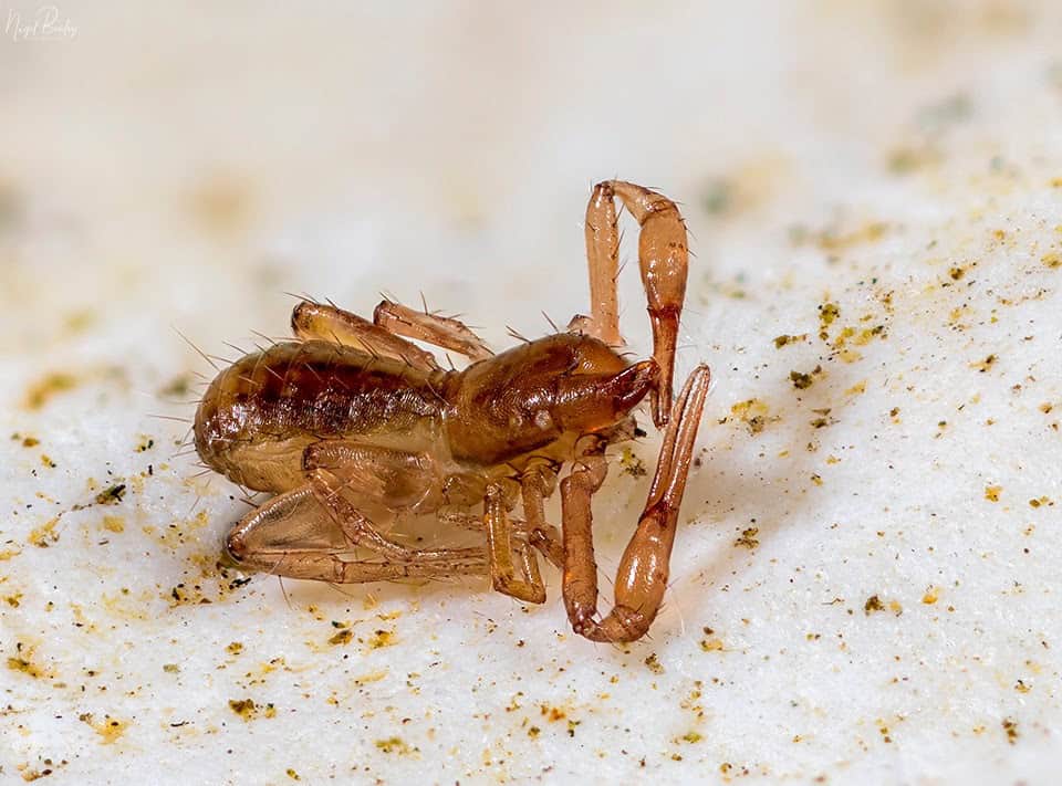 Pseudoscorpion (Chthonius ischnocheles) (Photo credit: Nigel Bewley)