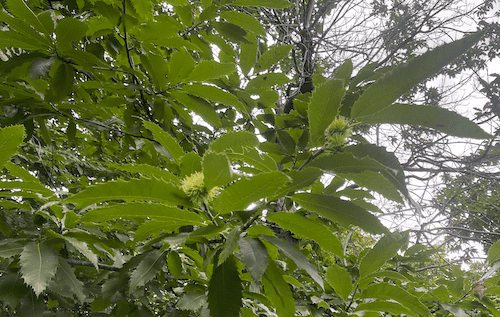 Simple leaves and burrs of Sweet Chestnut (Photo credit: Emily Gardner)