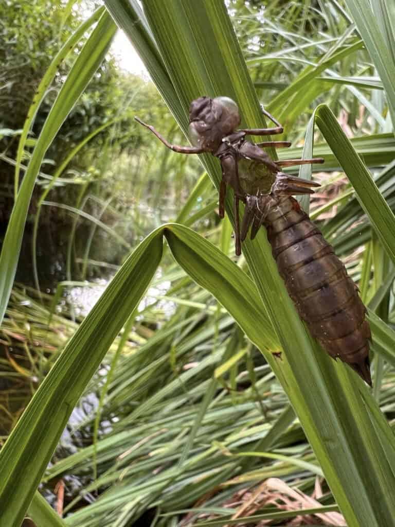 Dragonfly larvae’s “exuvia” (Photo Credit: Hazel Ata)