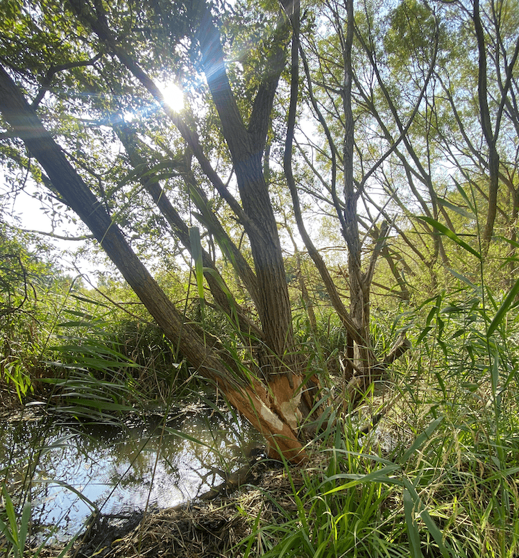 Beaver gnawed tree (Photo credit: Sean McCormack)