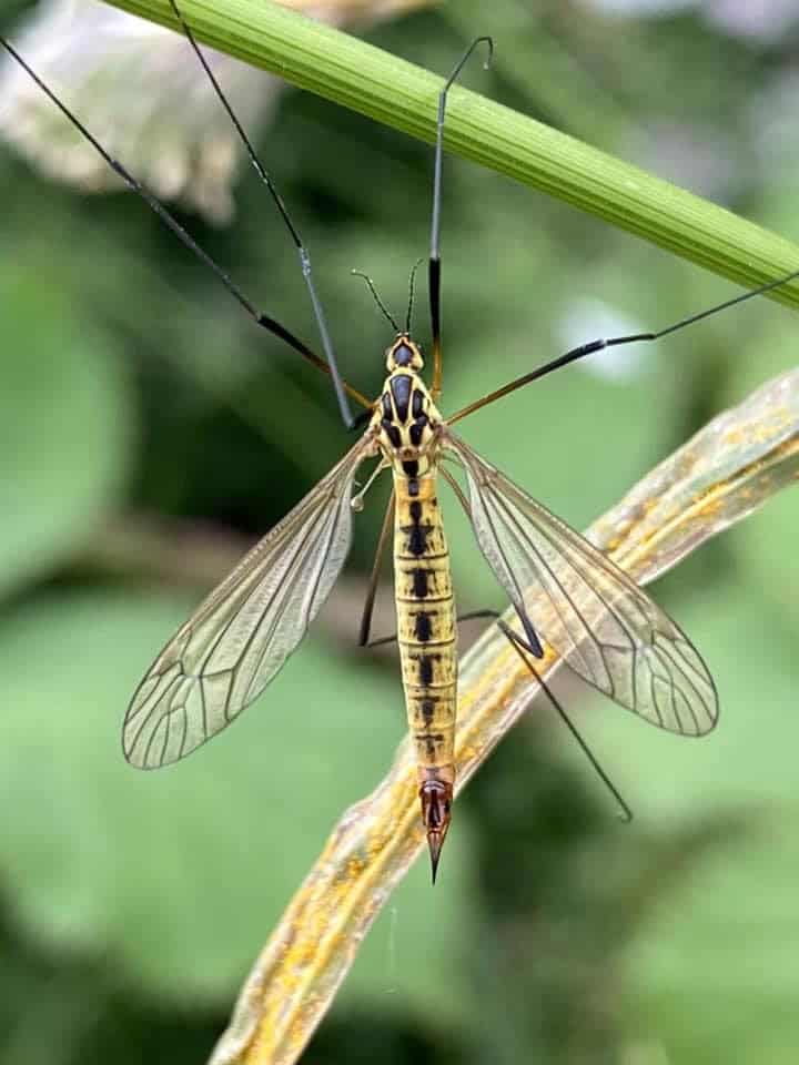 Daddy Long-legs or Tiger Cranefly (Nephrotoma flavescens) (Photo credit: Victoria Williams