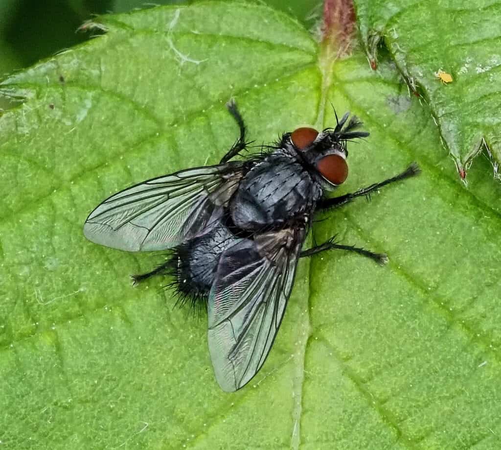 achinid fly (Epicampocera succincta) (Photo credit: Alex Worsey)