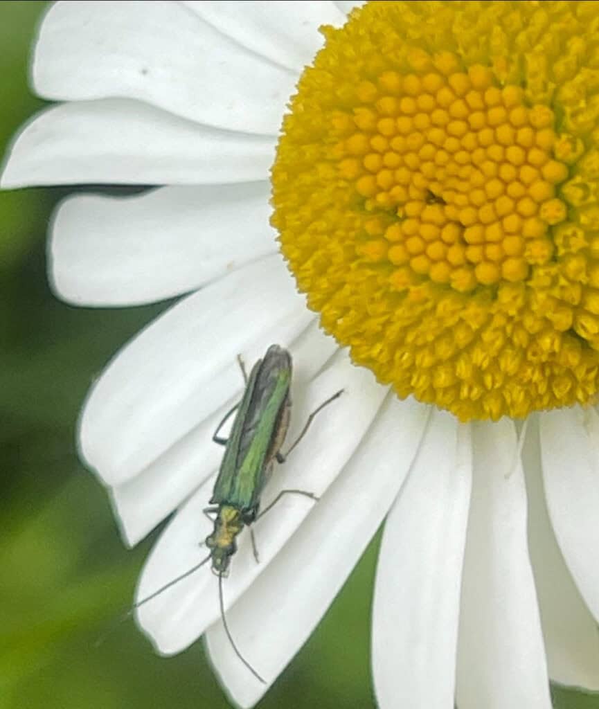 Fat-legged flower beetle (Oedemera nobilis)
(Photo credit: Emily Gardner)