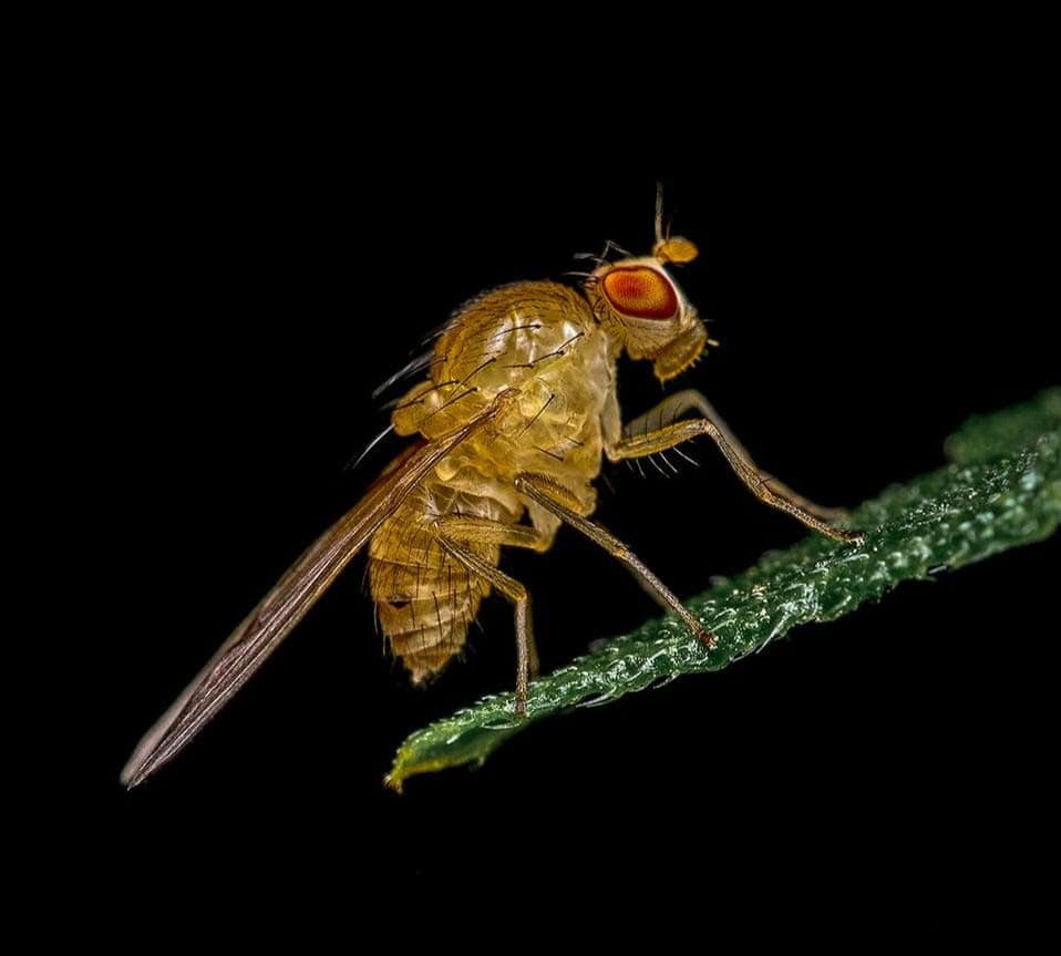 Sapromyza halidayi (Photo credit: Nigel Bewley)