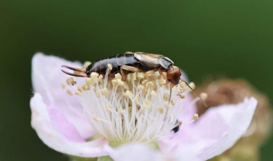 Enjoying the flowers and maybe pollinating them (Photo credit: Braden J Judson)