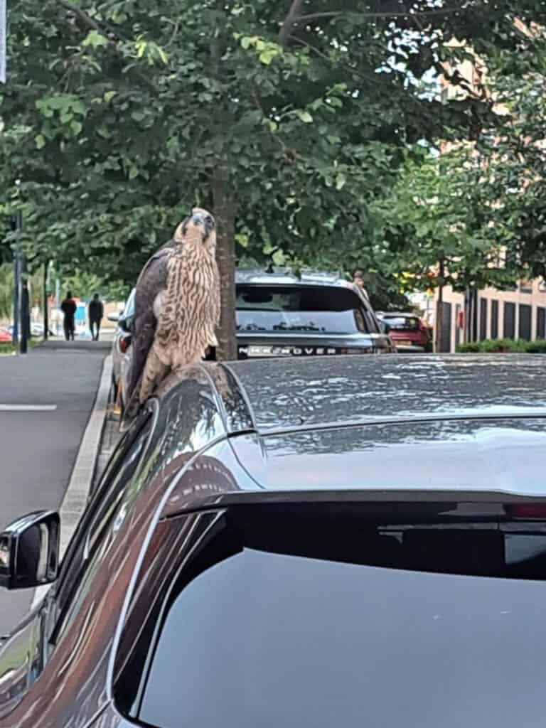 Female Peregrine (ZBS) on a car roof posing for selfies (Photo credit: Emily Isabella-Louise)