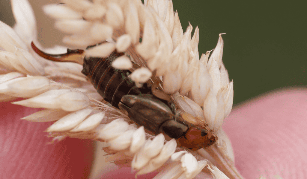 A shy Common Earwig at Warren Farm (Photo credit: Julian Oliver)