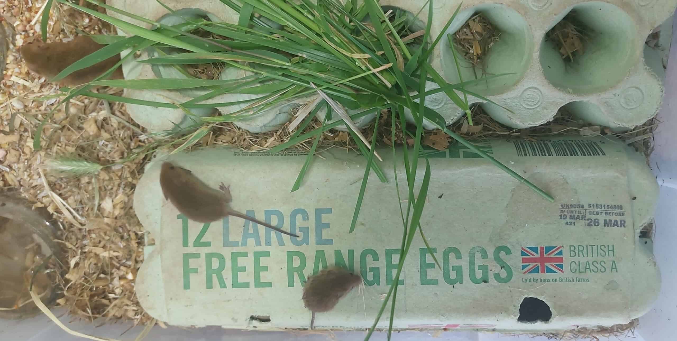 Ecolab babies with egg box for scale [Photo credit Claire Morris]