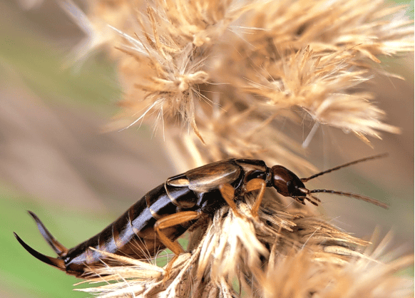 Earwig showing off its cerci (Photo credit: Jessica Alvey)
