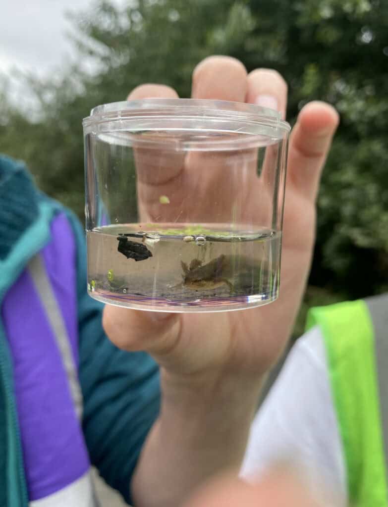 Juvenile Common Newt found in the main pond at Paradise Fields