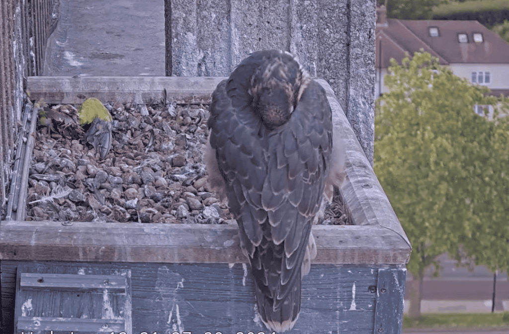 And so to sleep! ZBS on the nest box with a Rose-ringed parakeet snack for later (Photo from webcam)